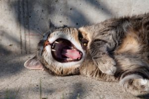 martina-misar-tummeltshammer-ri0ylwID5ao-unsplash